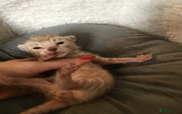 Bengal cats for sale: Oscar Wolfy Thor Rain - Image 2