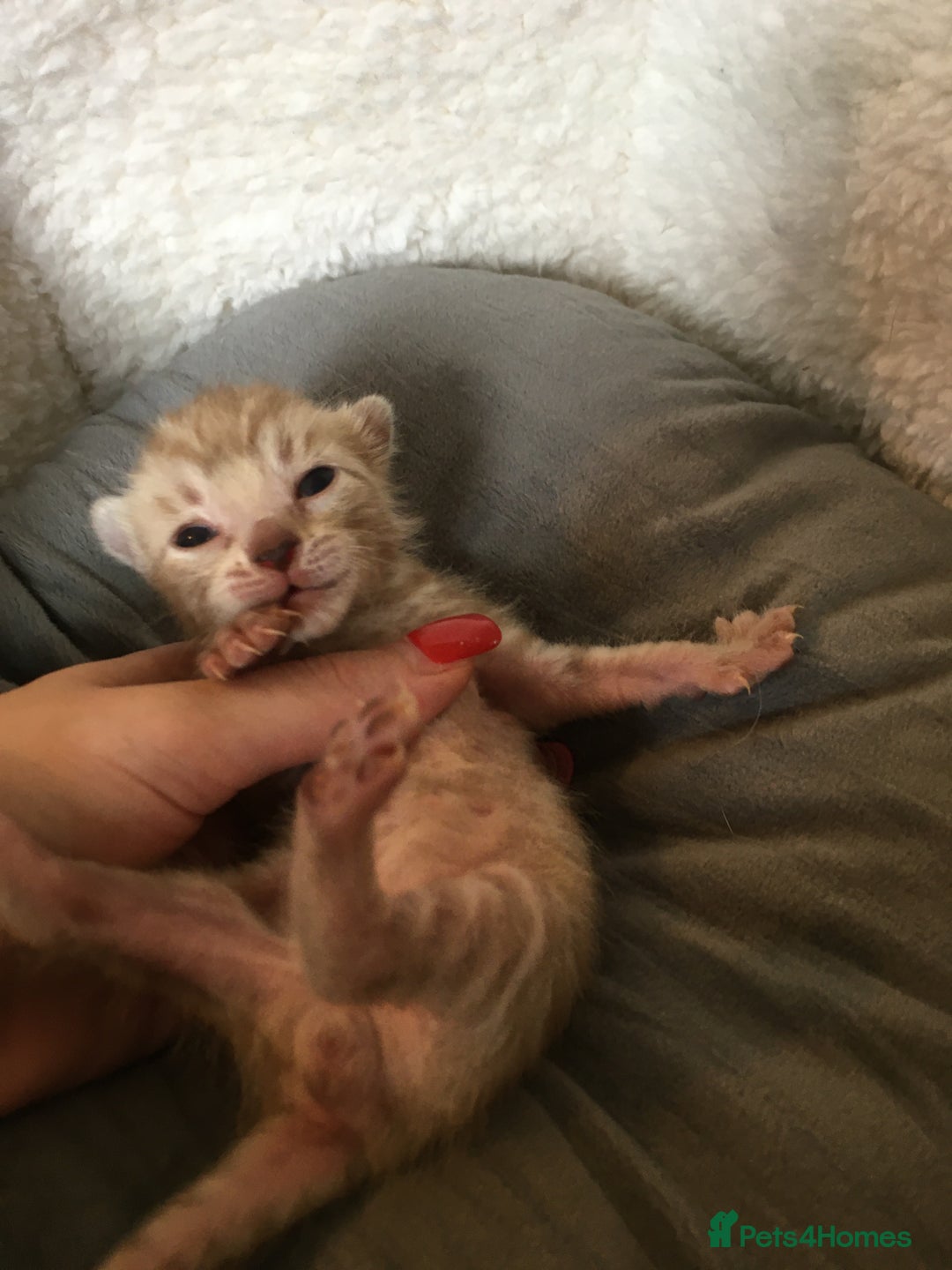 Bengal cats for sale: Oscar Wolfy Thor Rain - Image 2