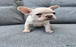 French Bulldog dogs for sale: French bulldog puppies health tested, ready  - Image 6