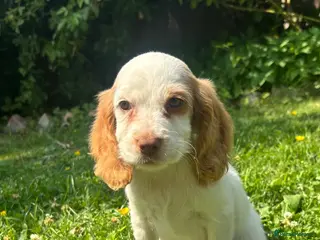Cocker Spaniel dogs 4 cocker spaniel girls looking for new homes - Advert 15