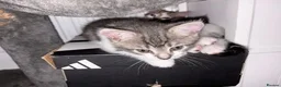 Mixed Breed cats for sale: Europian shorthair domestic kittens for sale Luton - Advert 6