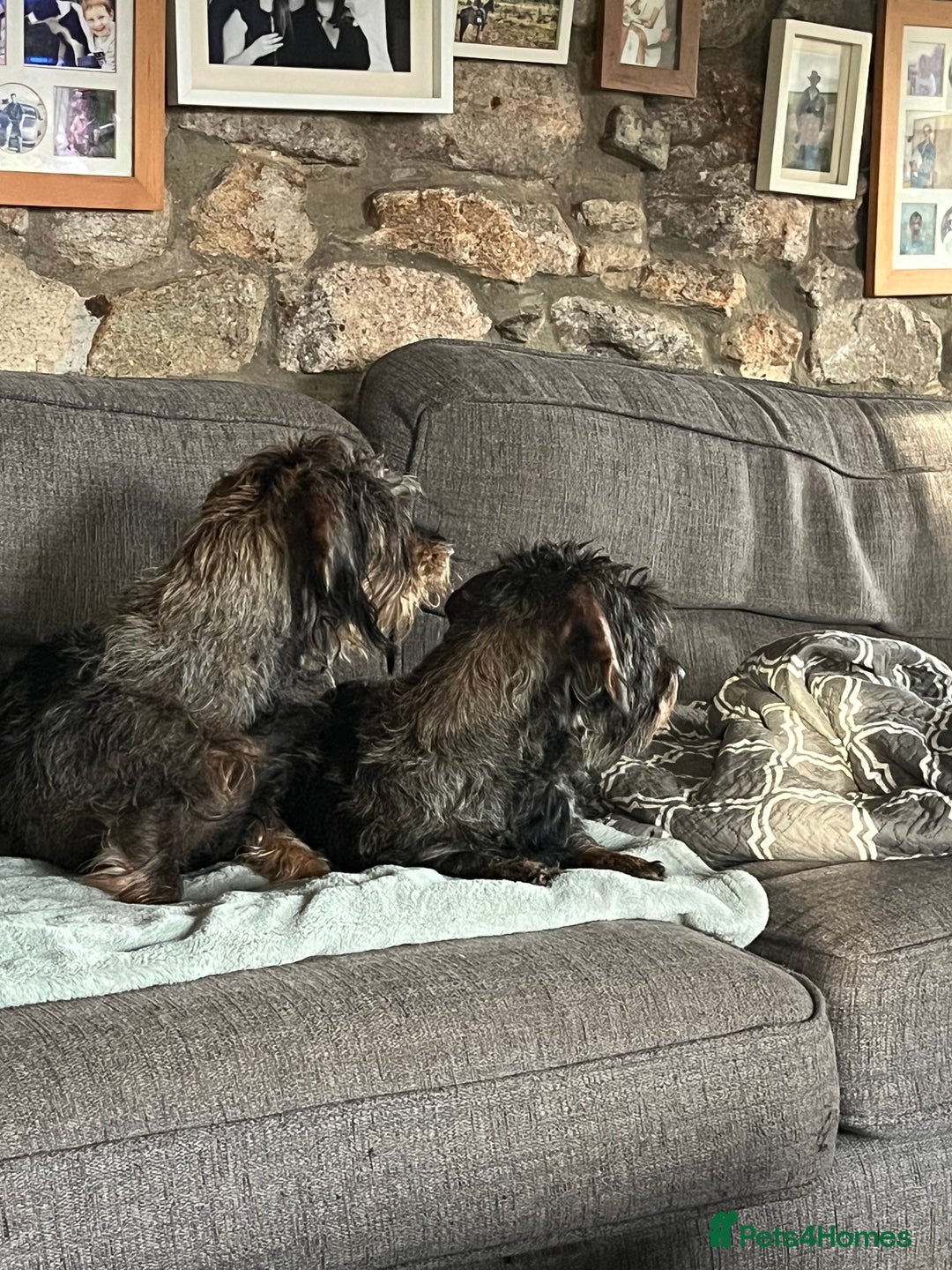 Dachshund dogs for sale: Kc Standard Wire Haired Dachshund Puppies - Image 27
