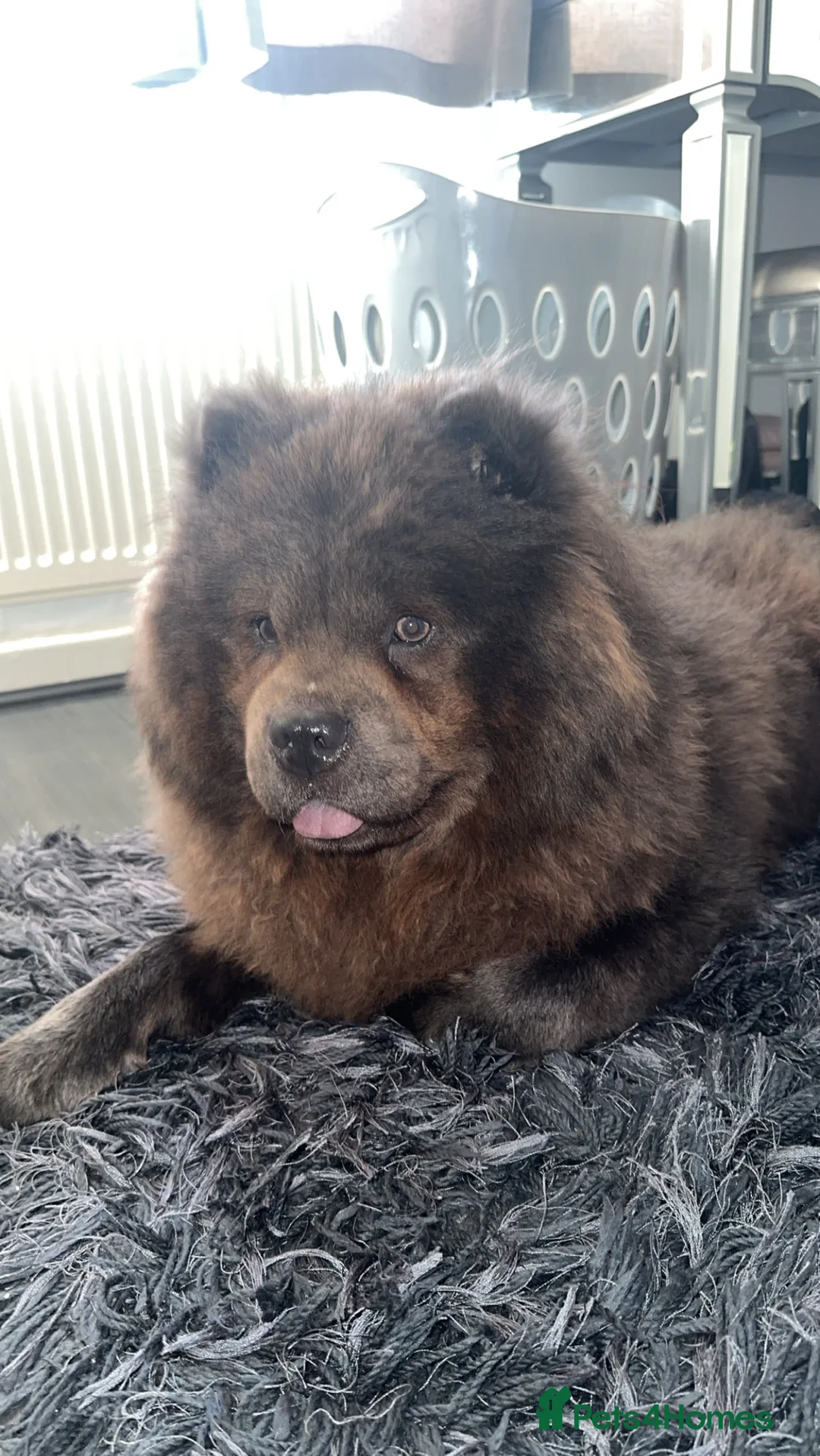 Chow Chow dogs for sale: Female chow chow  - Advert 1