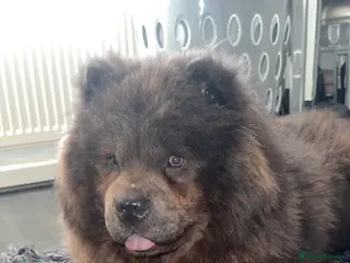 Chow Chow dogs Female chow chow - Advert 2