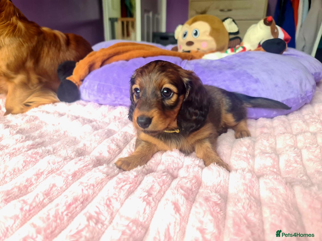 Dachshund dogs for sale: Last one beautiful long-haired dachshunds girl 😍 - Image 23