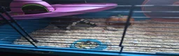 Hamster rodents for sale: Syrian Hamster and cage - Advert 4