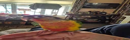 Conures birds for sale: 9 month old hand tame conure - Advert 5