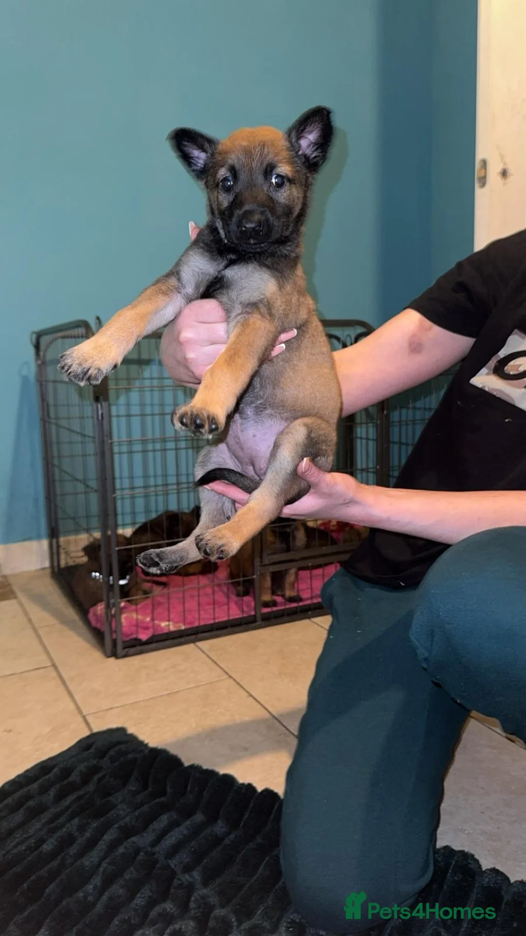 Belgian Shepherd Dog dogs for sale: Belgium malinois puppies  - Advert 19