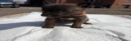 Belgian Shepherd Dog dogs for sale: Mali puppies  in Bishop Auckland - Advert 4
