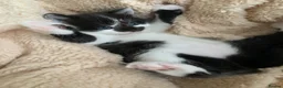 Mixed Breed cats for sale: Very cute spotty kittens for sale - Advert 10