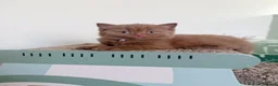 British Shorthair cats for sale: 🐾 Beautiful Cinnamon British Shorthair Kittens 🐾 - Advert 10
