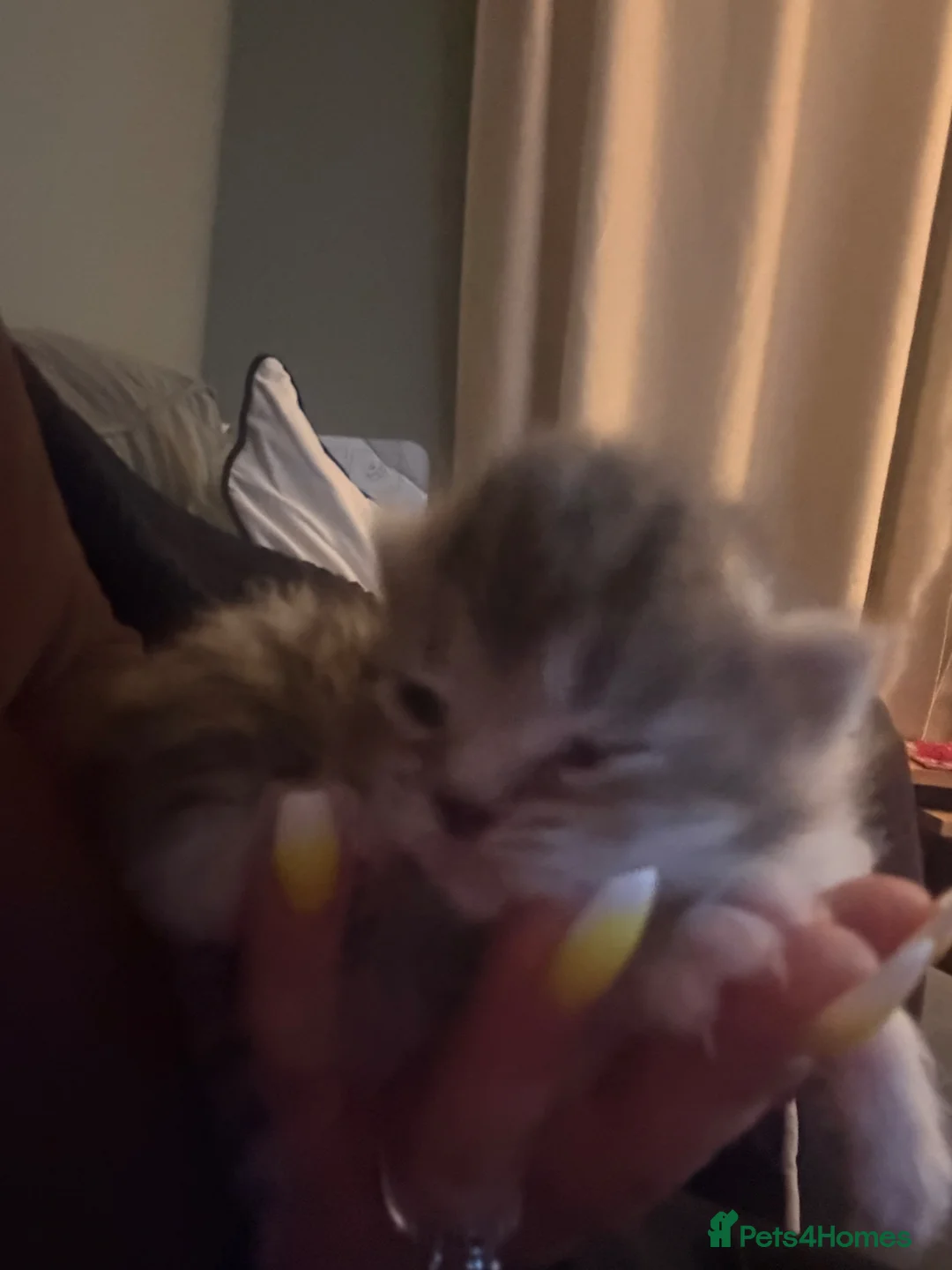 Mixed Breed cats for sale: 4 beautiful baby kittens - Advert 2