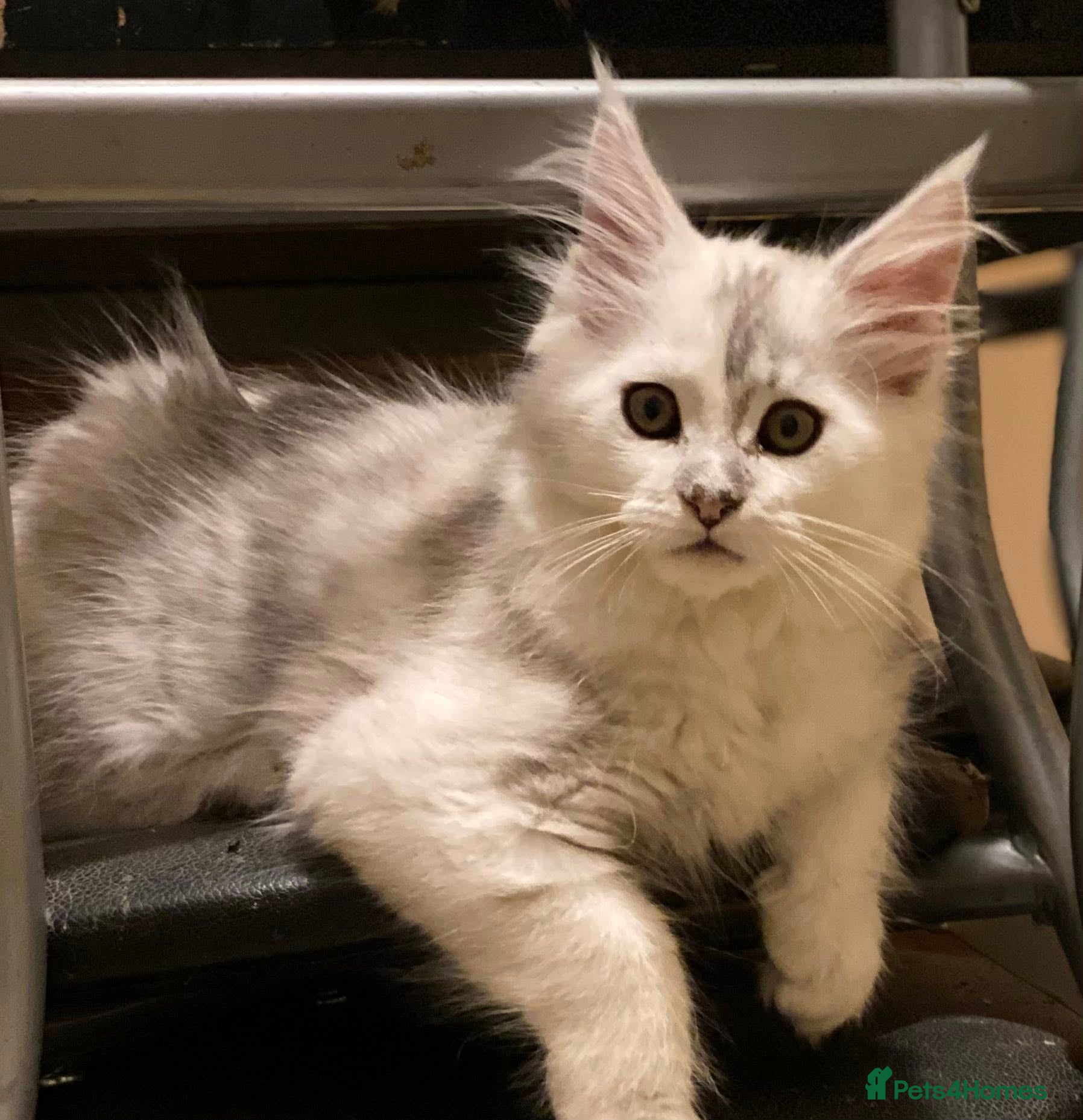 Maine Coon cats Silver Shaded Beauties - Advert 1