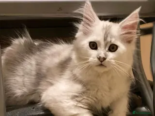 Maine Coon cats Silver Shaded Beauties - Advert 1