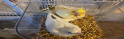 Cockatiels birds for sale: Baby Cockatiels Ready Soon 🐦 in Banbury - Advert 4