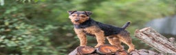 Lakeland Terrier dogs for stud: Blacksykes Twist available at STUD in Newark - Advert 1