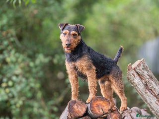 Lakeland Terrier dogs Blacksykes Twist available at STUD in Newark - Advert 5