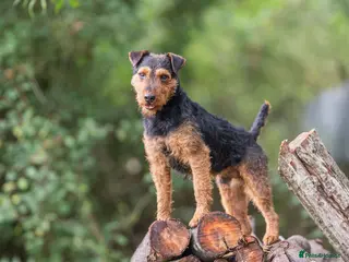 Lakeland Terrier dogs Blacksykes Twist available at STUD in Newark - Advert 4