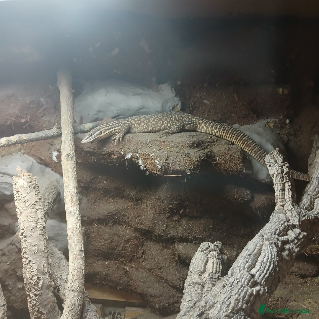 Monitor reptiles for sale: Yoshi the Akie monitor lizard - Advert 2