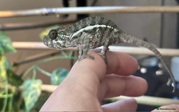 Chameleon reptiles for sale: Baby Ambilobe Panther Chameleons in Gravesend - Image 1
