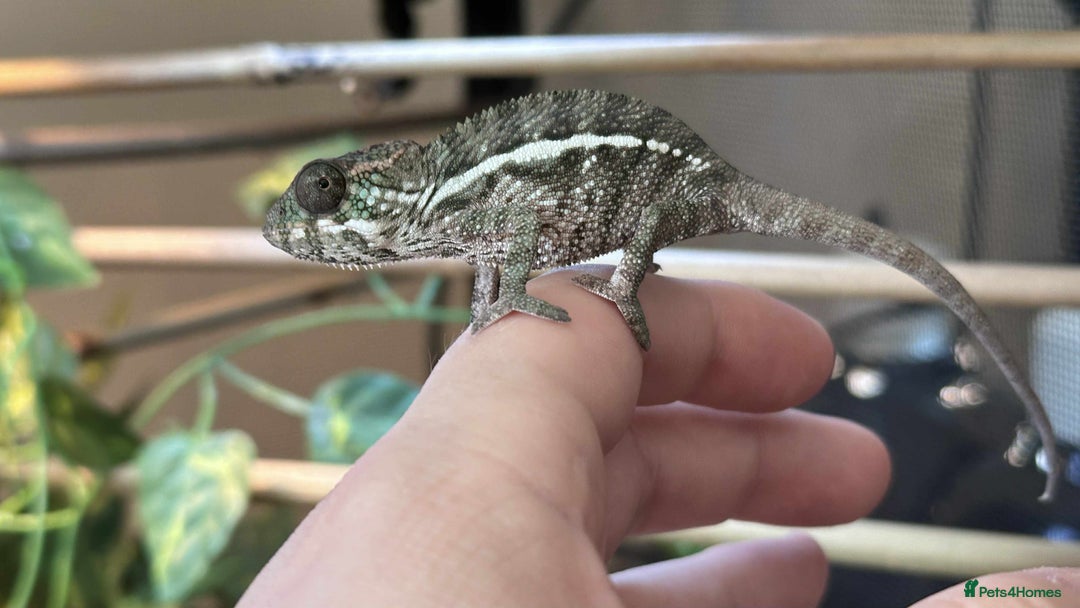 Chameleon reptiles for sale: Baby Ambilobe Panther Chameleons in Gravesend - Image 1