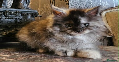 Maine Coon cats - Advert 5