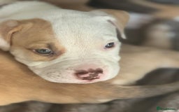 American Bulldog dogs for sale: 11 beautiful American bulldogs puppies. - Image 6