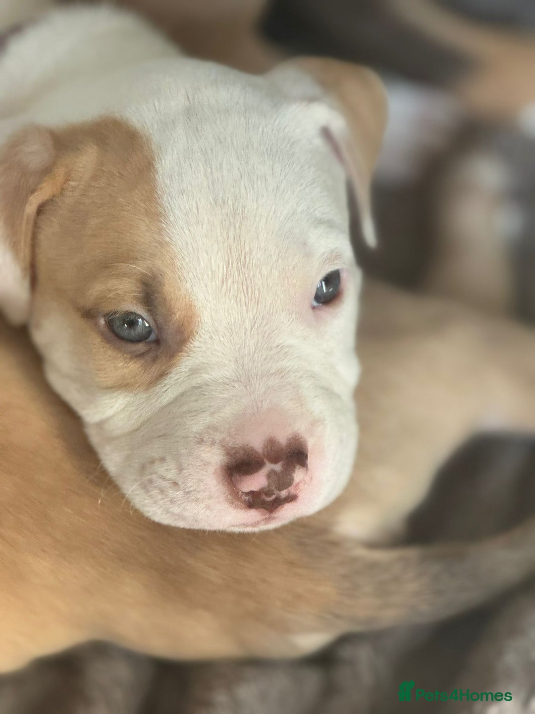 American Bulldog dogs for sale: 11 beautiful American bulldogs puppies. - Image 6
