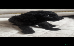 Toy Poodle dogs for sale: Beautiful toy poodle puppies - Image 11