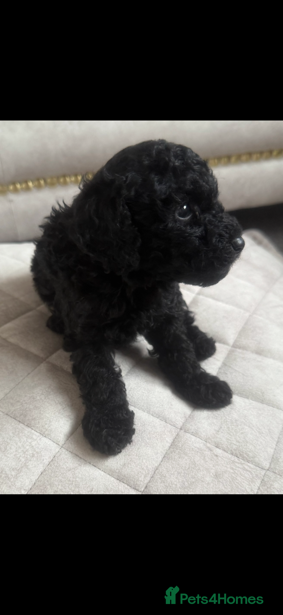 Toy Poodle dogs for sale: Beautiful toy poodle puppies - Image 11