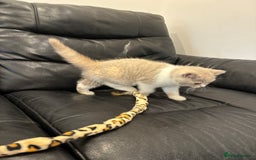 British Shorthair cats for sale: LAST 3 GIRLS CHAMPION BLOOD LINES BSH KITTENS - Image 14