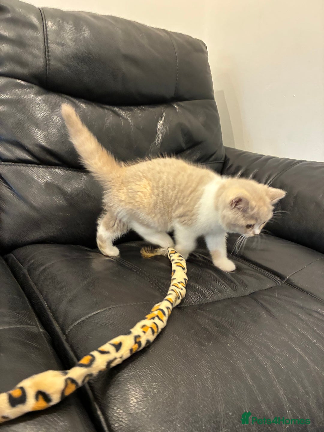 British Shorthair cats for sale: LAST 3 GIRLS CHAMPION BLOOD LINES BSH KITTENS - Image 14