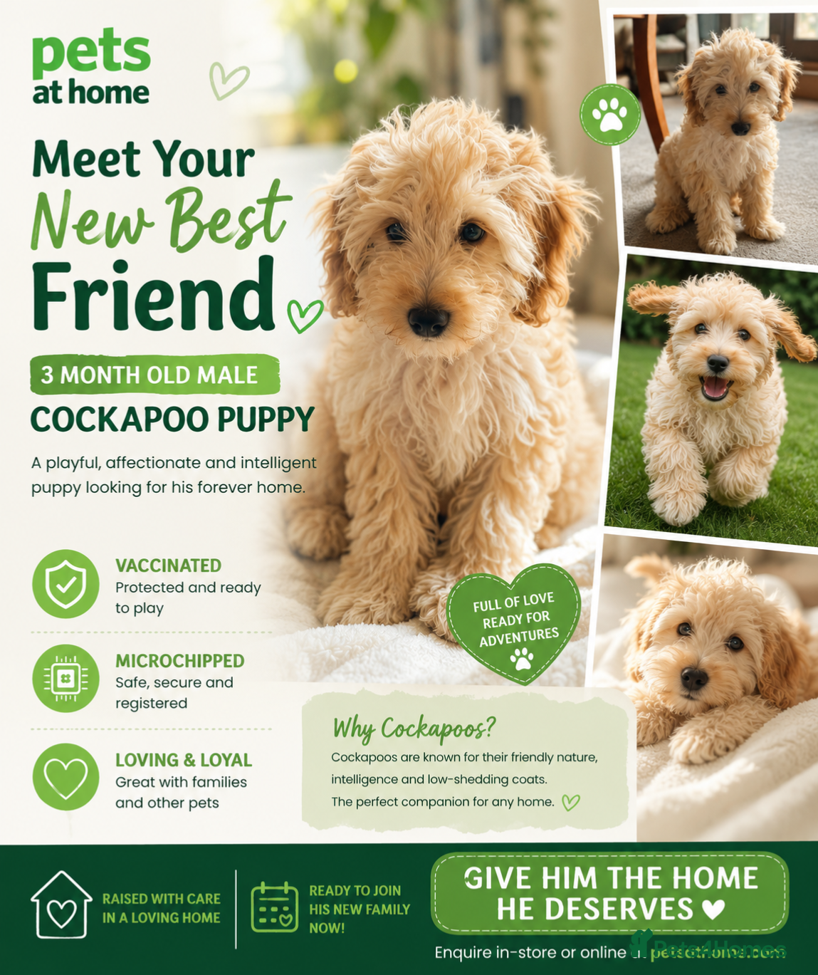 Cockapoo dogs 🐶🏡 Adorable Male Cockapoo Puppy 🏡🐶 - Advert 18