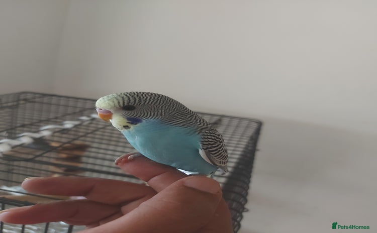 Budgerigars birds - Advert 1