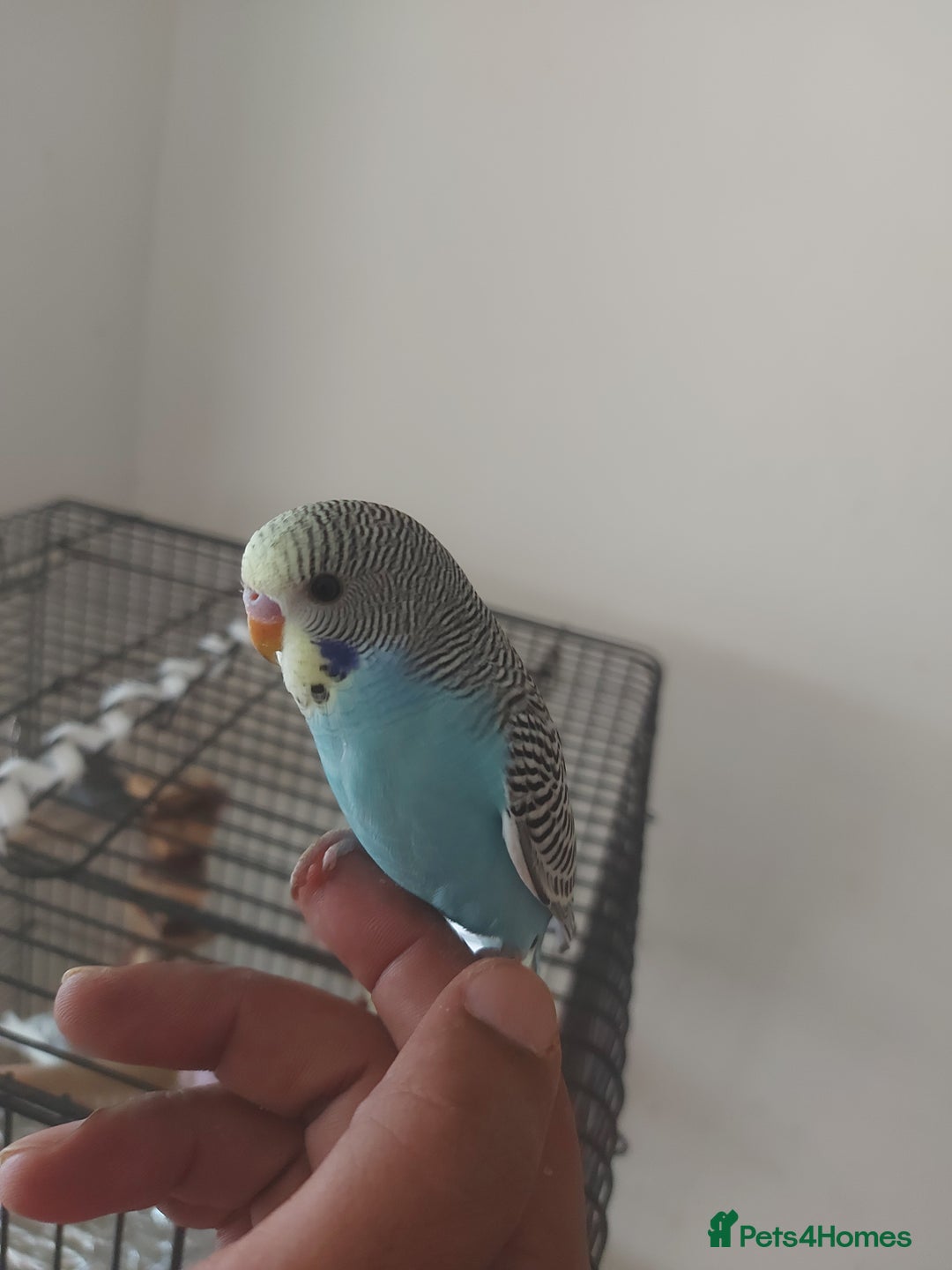 Budgerigars birds for sale: Young budgies - Image 1