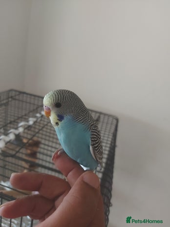 Budgerigars birds - Advert 13