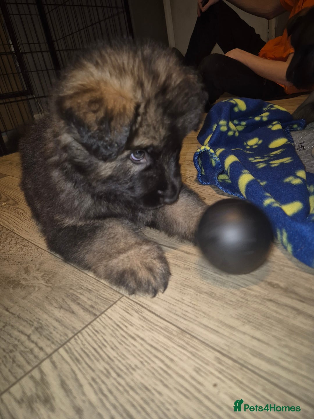 German Shepherd dogs for sale: German shepherd  - Advert 21