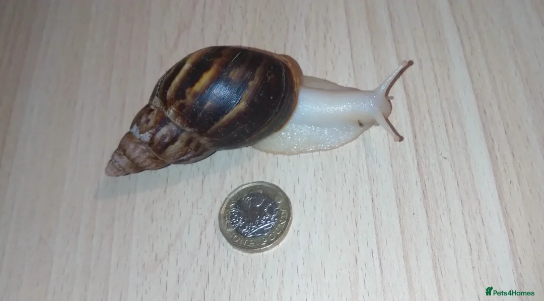 Snails invertebrates for sale: Giant African land snails - Advert 2