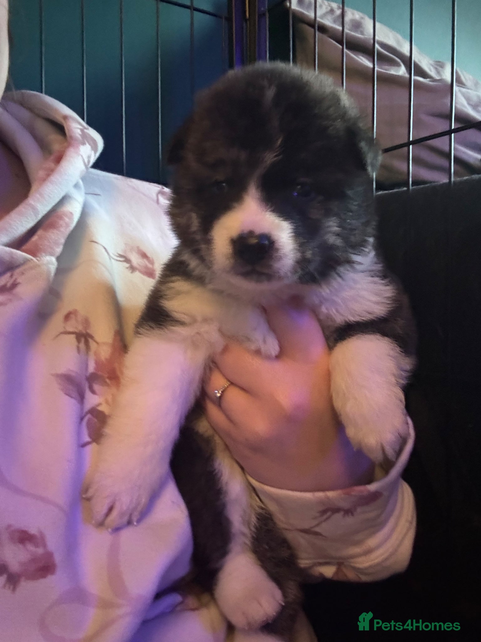 Japanese Akita Inu dogs 7 Japanese akitas  - Advert 1