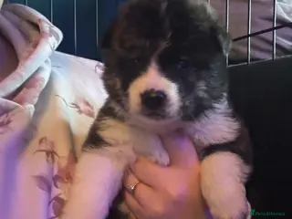 Japanese Akita Inu dogs 7 Japanese akitas - Advert 1