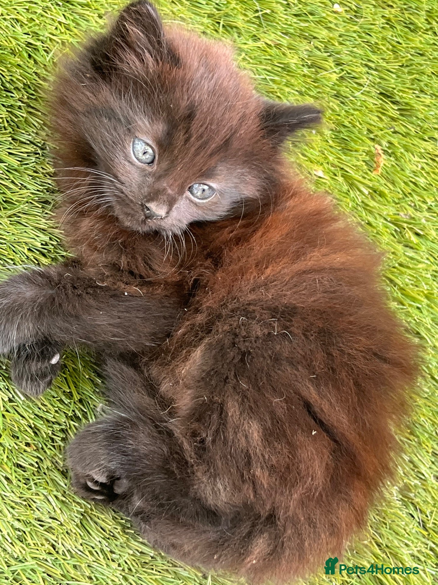 Mixed Breed cats Kittens for sale  - Advert 1