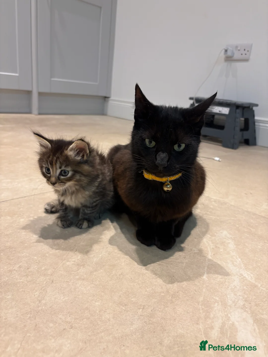 Mixed Breed cats for sale: 6 week Tabby kitten  in Lisburn - Advert 2
