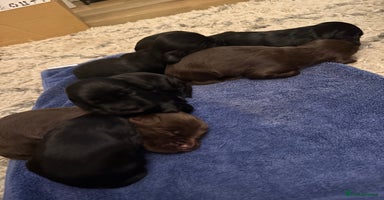 Sprocker dogs F1 Beautiful Sprocker Spaniel pups ❤️ - Advert 4