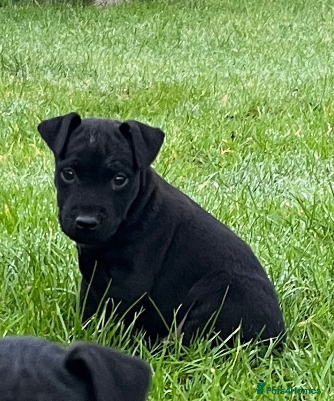 Patterdale Terrier dogs for sale: Patterdale terrier puppies - Advert 4