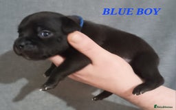 Staffordshire Bull Terrier dogs for sale: 9 beautiful black Staffordshire Bullterriers - Image 15