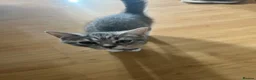 British Shorthair cats for sale:  Finding a Loving Forever Home for Cosmo - Advert 7