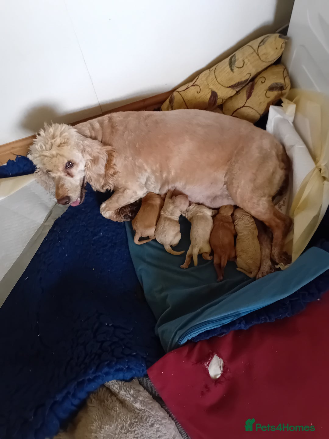 Cockapoo dogs for sale: Stunning Cockapoo puppies - Advert 2