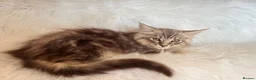 Maine Coon cats for sale: Maine coon kittens fluffy cuddly kittens - Advert 6