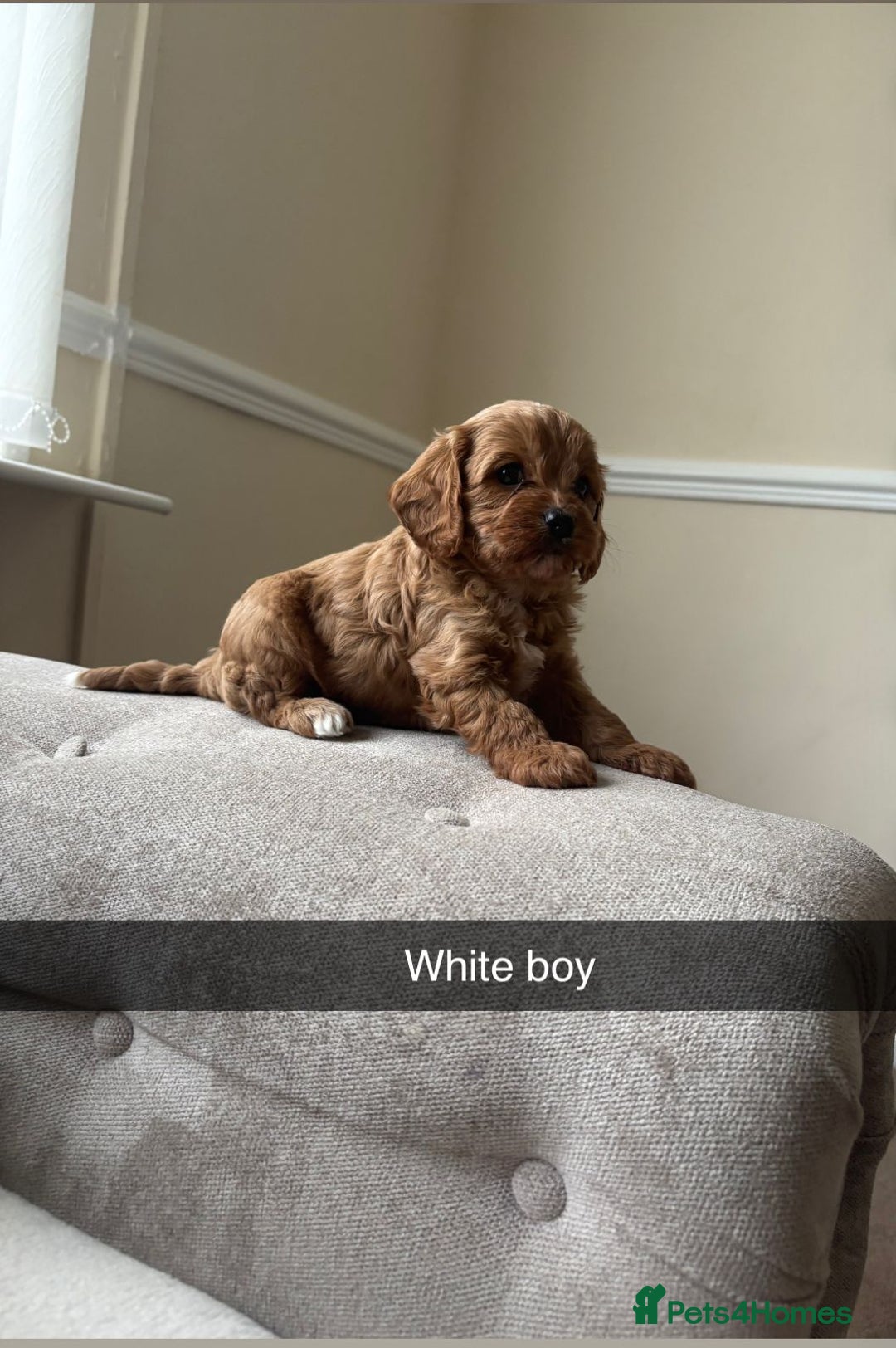 Cavapoo dogs for sale: Cava poo puppies, Ruby Red - Image 8