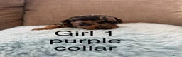 Miniature Dachshund dogs for sale: Miniature dachshund puppies - Advert 9